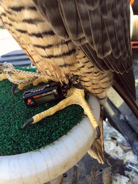 AltimeterThree mounted on a hawk's leg
